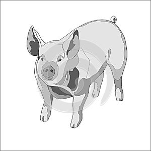 Vector illustration. Pig. Black and white