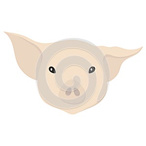 Vector illustration of a pig`s head in flat style