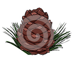 vector illustration of pine cone hand drawing sketch