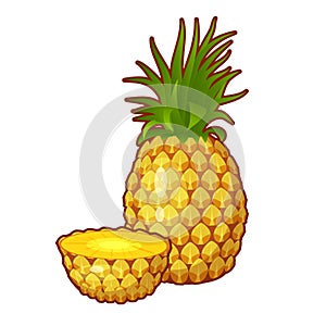 Vector illustration of pineappe fruit