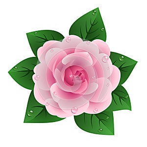 Vector illustration of pink camellia
