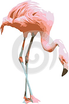 Vector illustration of a pink flamingo