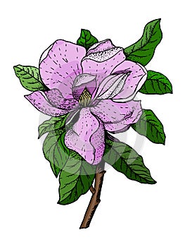 Vector illustration of pink flowers and green leaves of magnolia.