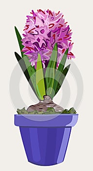 Vector illustration of pink hyacinth in a pot isolated on light background. Houseplant