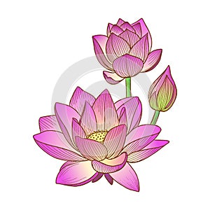 Vector illustration of a pink lotus flower or water lily hand-drawn in graphic style