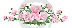 Vector illustration of pink roses.