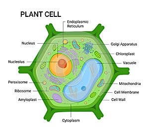 Vector Illustration of the Plant cell anatomy structure. Vector infographic