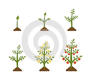 Vector illustration of plant growth stages. Tree with green leaf and red fruit. Planting vegetables concept on white