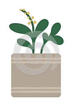 Vector illustration of plant in pot with green leaves and yellow round flowers. Flat trendy hand drawn houseplant for home