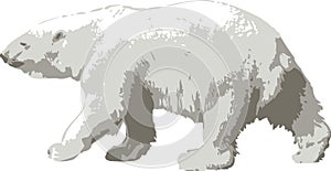 Vector illustration of a polar bear