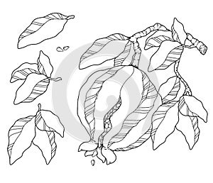 Vector illustration pomegranate ink pen drawing
