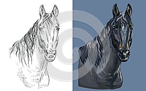 Vector illustration portrait of brown bay horse