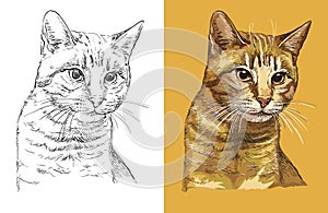 Vector illustration portrait of cute ginger cat