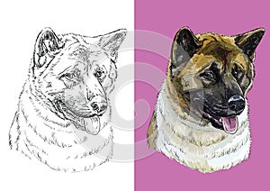 Vector illustration portrait of dog American akita
