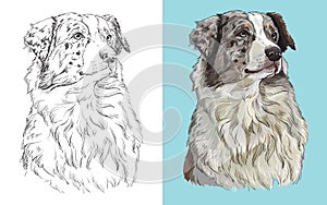 Vector illustration portrait of dog Australian shepherd