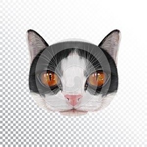 Vector illustration portrait of domestic cat.