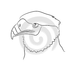 Vector illustration of portrait of eagle, drawing by lines
