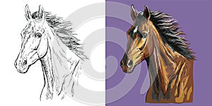 Vector illustration portrait of horse with a flowing mane