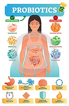 Vector illustration with probiotics. Medical bacteria and health benefits collection poster with escherichia and bifidobacteria. photo