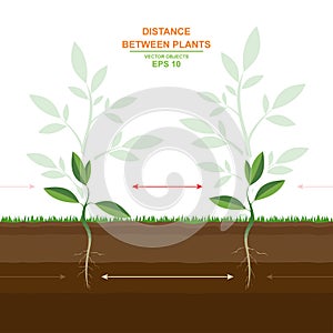 Vector illustration of proper planting. Spacing between plants. Planting distances guide. Optimal distance planting