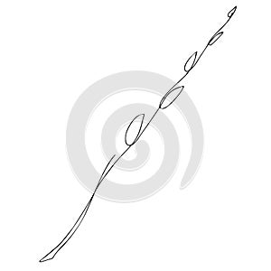 Vector illustration of a pussy willow branch in line art style. Spring drawing