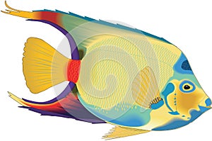 Queen Angelfish Swimming Illustration