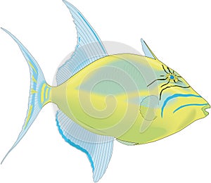 Queen Triggerfish Illustration