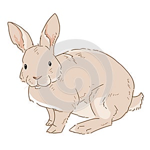 Vector illustration of rabbit on white background. Drawn bunny in color. Animal clipart drawn by hand