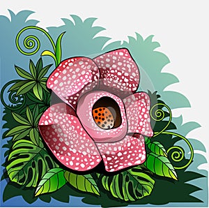 Rafflesia arnoldi flower photo