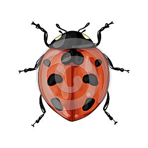 Vector illustration with a realistic ladybug