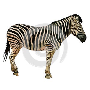 Vector illustration of realistic zebra