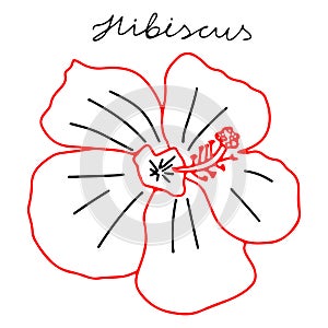 Vector illustration of a red and black Hibiscus flower isolated on a white background with lettering Hibiscus