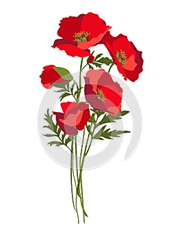 Vector illustration of red poppies bouquet with leaves and stems. Isolated on white background