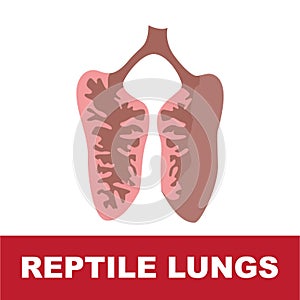 Vector illustration of reptile schematic lung anatomy. photo