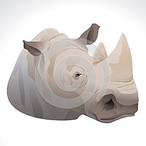 Vector illustration of a rhino head