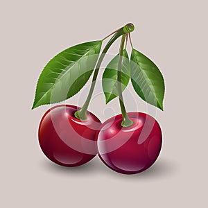 Vector illustration of ripe cherries. Two ripe red berries with leaves. The illustration can be used for labels and packaging.