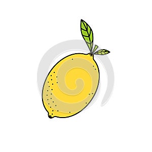 Vector illustration of ripe juicy whole yellow lemon with stem green leaves. Citrus fruits vitamin C immunity boosting detox food