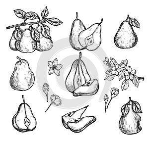 Ripe pear fresh fruit and flower set