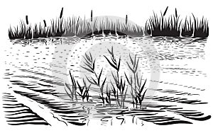 Vector illustration of river landscape with cattail and trees.