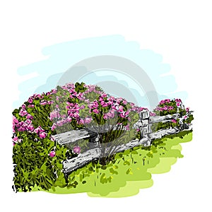 Vector illustration of a rose Bush behind a fence, watercolor