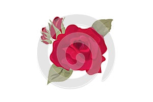 Vector illustration: Rose Flower bud isolated. Maroon Rose with leaflets made in a vintage style.