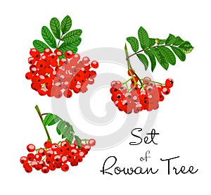 Vector illustration of rowan tree branches set