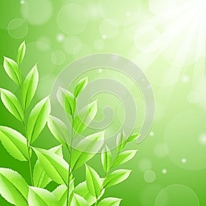 Vector illustration sbackground green tea leaves