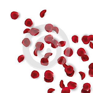 Vector illustration of scattered realistic red rose petals isolated on white background