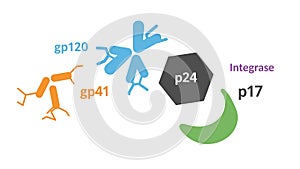 Human Immunodeficiency Virus