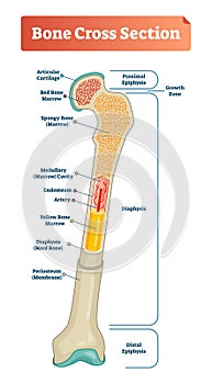 Vector illustration scheme of bone cross section. Diagram with articular cartilage, marrow, medullary cavity and periosteum.