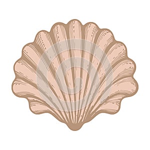 Vector illustration of seashell in retro style.
