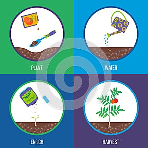 Vector illustration. From seed to tomato plant, stages.