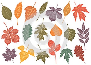 Vector illustration set of 19 autumn leaves.