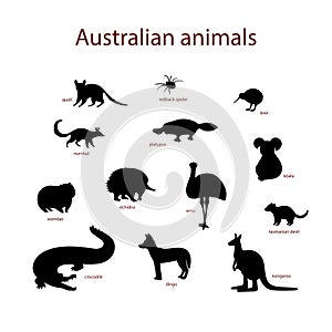 Vector illustration, set of australian animal silhouettes. Quoll, redback spider, kiwi, numbat, platypus, koala, wombat